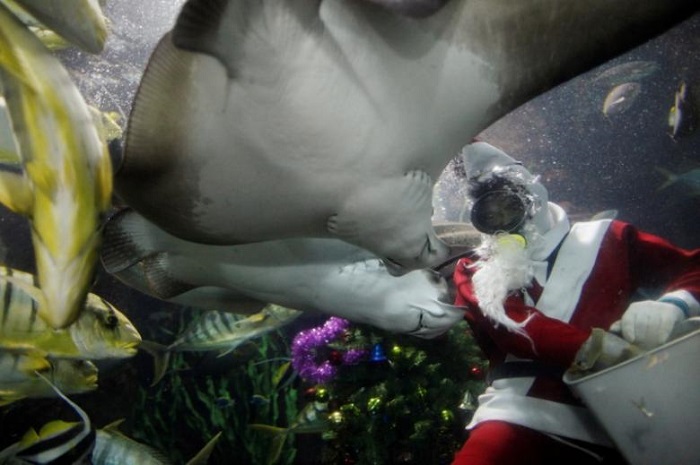 Diver killed by stingray at Singapore aquarium 